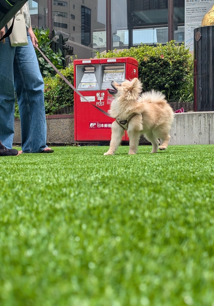 横浜OPENPARKの人工芝イベント